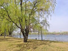 -长白岛森林公园