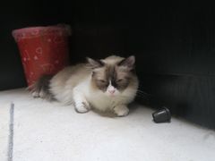 -猫色咖啡·猫咖
