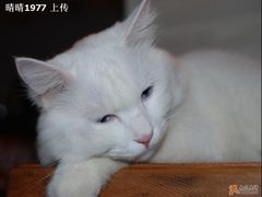 -Babycat私家御饼屋(龙头路一店)