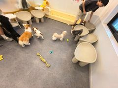 -有喵·猫咖·狗咖·30几只猫10只小狗(岗厦店)