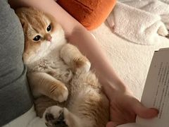 -爱侣宠医·鹦鹉专科·小型哺乳类·异宠专科(灵石路店)