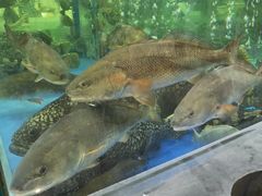 水产区-东江海鲜酒家(艺都分店)