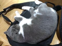 -滚猫咖啡·猫咖·猫友好撸猫(未来城店)