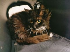 -乖乖乐动物医院(小汤山分院)