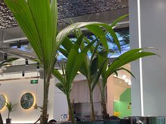 -探窝·竹笙椰子鸡(杨箕店)