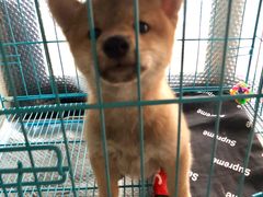 -翊宠yipet猫狗购宠庄园犬舍•猫舍