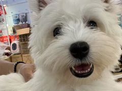 -翊宠yipet猫狗购宠庄园犬舍•猫舍