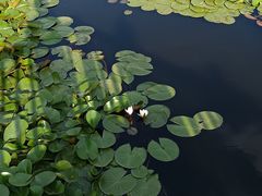 -洱海月湿地公园