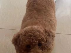 -爱诺耐芙动物医院(万博店)