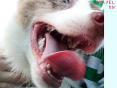 -安安宠医宠物医院·异宠·犬猫内科(岳阳分院)