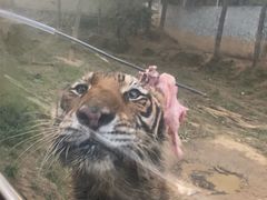 -贵州森林野生动物园