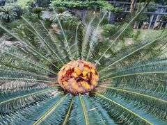 -深圳市中科院仙湖植物园