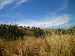 -长虫山生态公园风景林