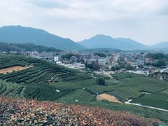 -龙坞茶村