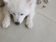 -怪兽屋·羊驼·猫咖·狗咖(俊华广场店)