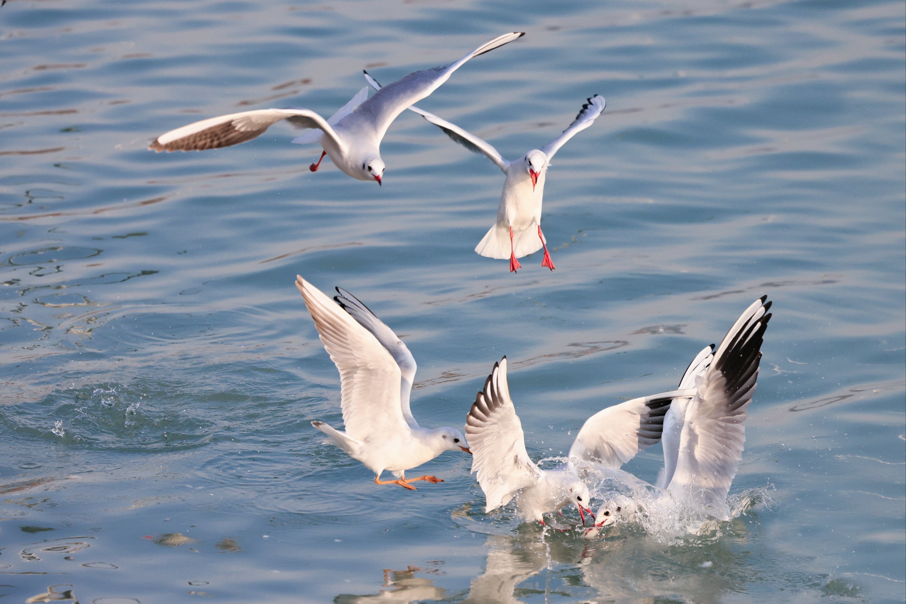 光福的石壁,渔港村,暮刻书坊一带是红嘴鸥