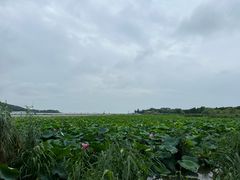 -无锡蠡湖国家湿地公园-蠡园