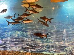 -诺莱仕游艇会