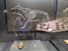 -北京周口店北京人遗址博物馆