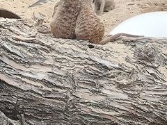 -武汉动物园