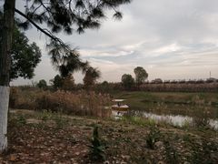 -合肥滨湖国家森林公园