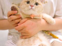 -momokira米努特·德文卷毛猫·棉花面纱犬