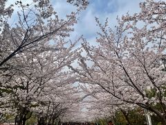 -高东镇樱花园
