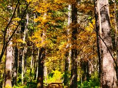 -五营红松林海景区