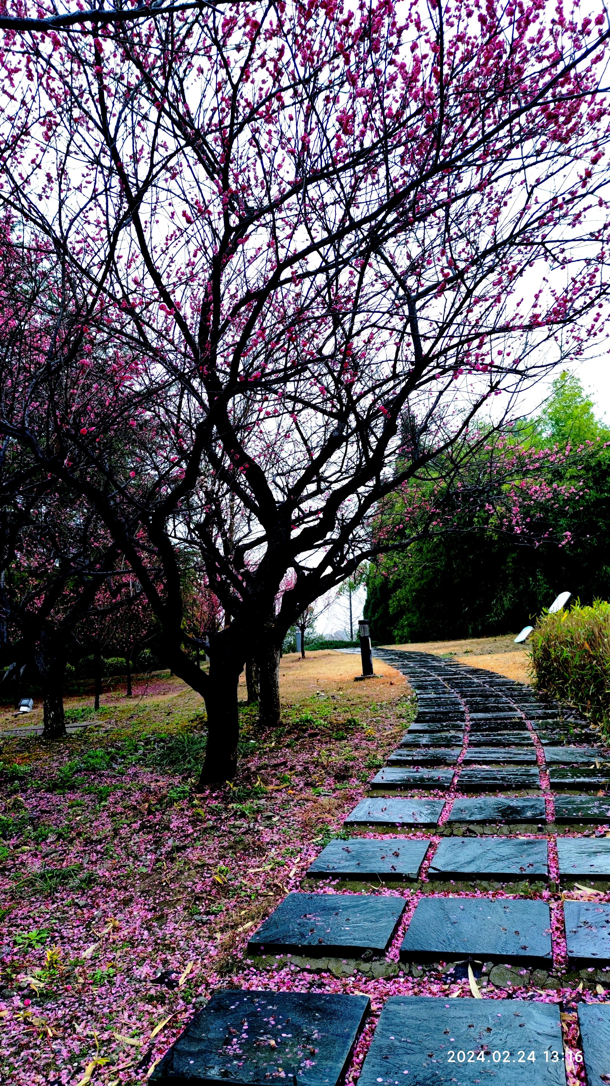 赞美雨后梅花图片