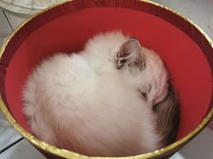 -吉丁鸟咖·异宠·寄养