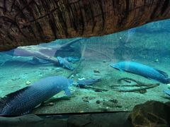 -珠海长隆海洋王国