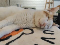 -平行世界·猫咖(首经贸店)