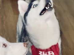 -Husky Go! 哈士奇体验馆·宠物咖啡厅狗咖