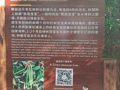 -华侨城湿地公园