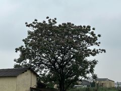 -舒倍佳盲人按摩中心(华侨大学店)
