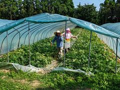 -上海长兴岛郊野公园