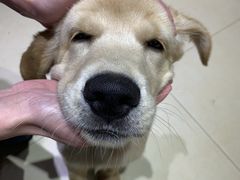 -东莞宠友24H宠物中心医院·转诊夜诊·异宠(新河北路院)