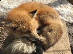 -宫城藏王狐狸村