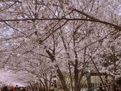 -高东镇樱花园