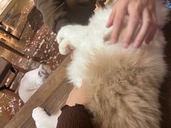 -猫猫幼稚园·撸猫·桌游·电玩