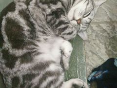 -猫咪博物馆(顶澳仔猫街店)