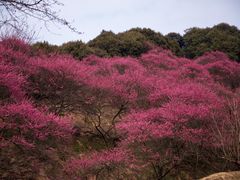 -新建村梅花