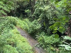 -西双版纳原始森林公园