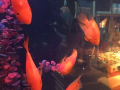 -黄金海景大酒店-旋转餐厅