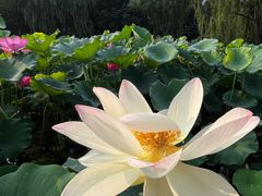 -莲花池公园