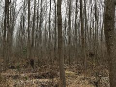 -合肥滨湖国家森林公园