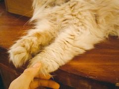-猫色咖啡·猫咖