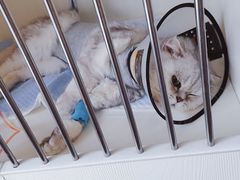 -关爱宠物医院·猫科中心·消化科(滨湖万达分院)