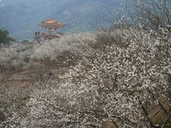-广州市流溪河国家森林公园