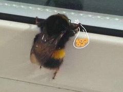 -CoCo都可(江宁托乐嘉店)